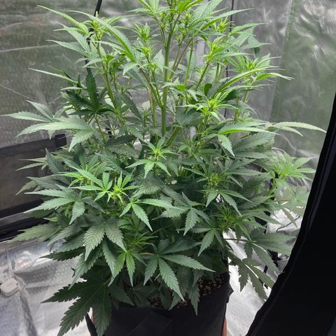 Northern Lights Auto growlog photo: After and before