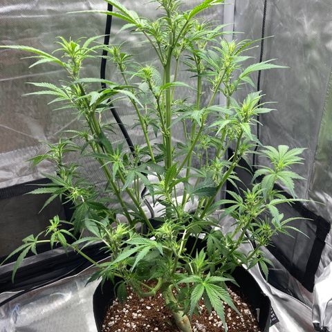 Northern Lights Auto growlog timeline photo