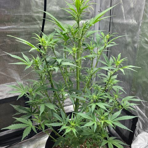 Northern Lights Auto growlog timeline photo