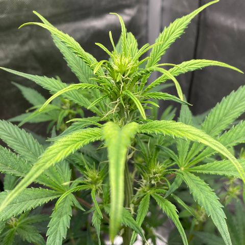 Northern Lights Auto growlog timeline photo