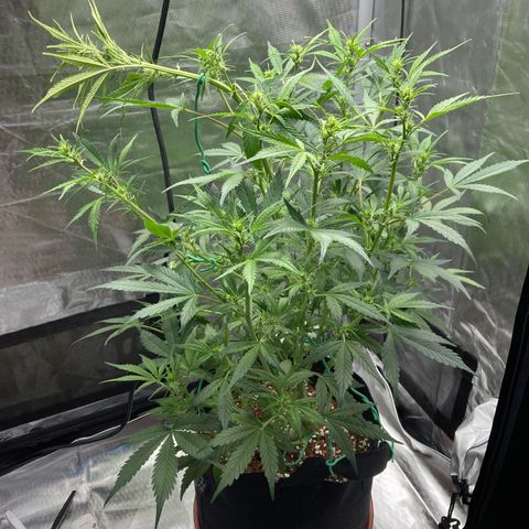 Northern Lights Auto growlog photo: The canopy has 1 week left of growing and its way to close to the light.  Need to do some weight training to even the canopy