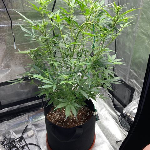 Northern Lights Auto growlog timeline photo