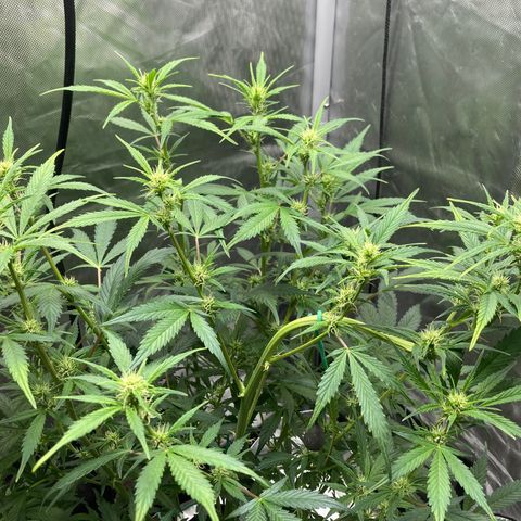 Northern Lights Auto growlog photo: Plant is looking happy and healthy after my trip