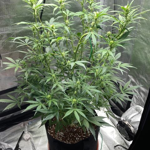 Northern Lights Auto growlog photo: Plant is looking happy and healthy after my trip