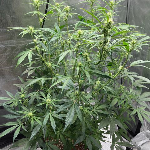 Northern Lights Auto growlog photo: Ending the day