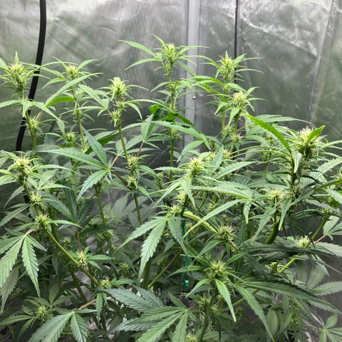 Northern Lights Auto growlog photo: Ending the day