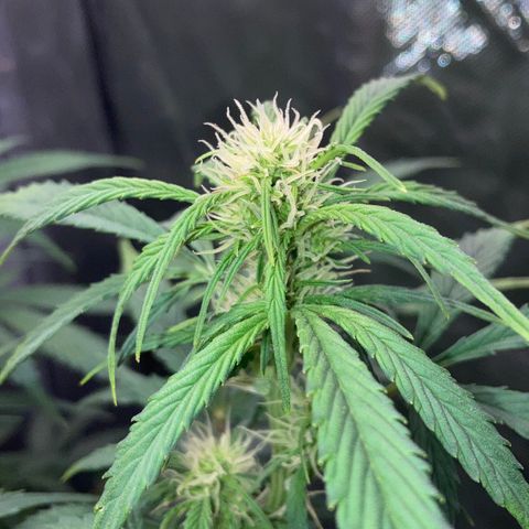 Northern Lights Auto growlog photo: Ending the day