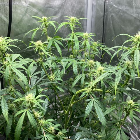 Northern Lights Auto growlog photo: Looking good