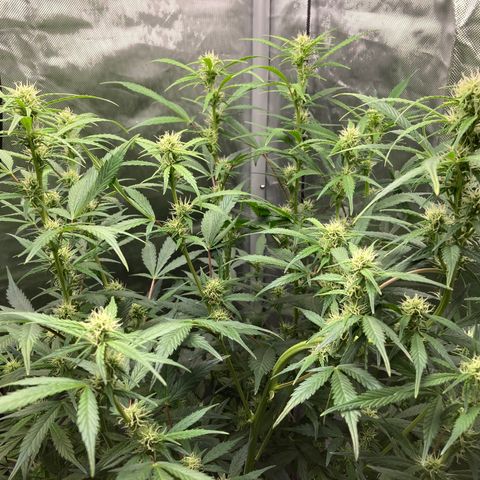 Northern Lights Auto growlog timeline photo