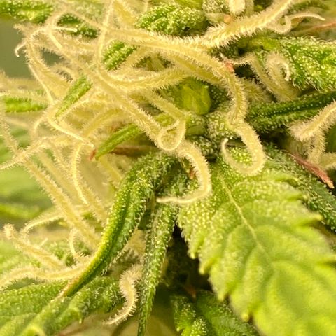 Northern Lights Auto growlog photo: First pictures of trichomes