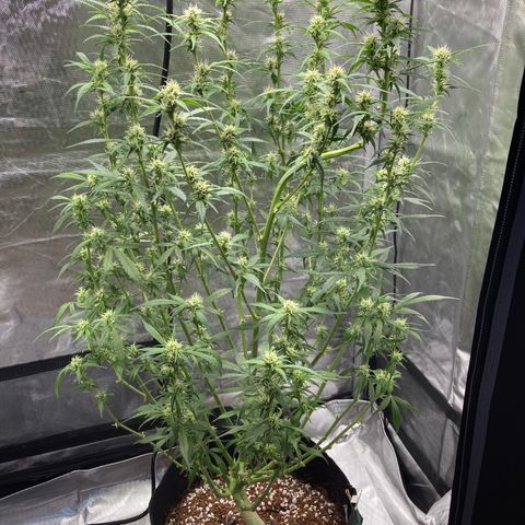 Northern Lights Auto growlog photo: First pictures of trichomes