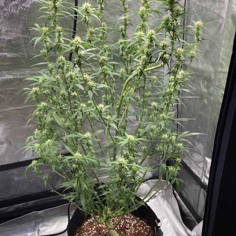 Northern Lights Auto growlog timeline photo