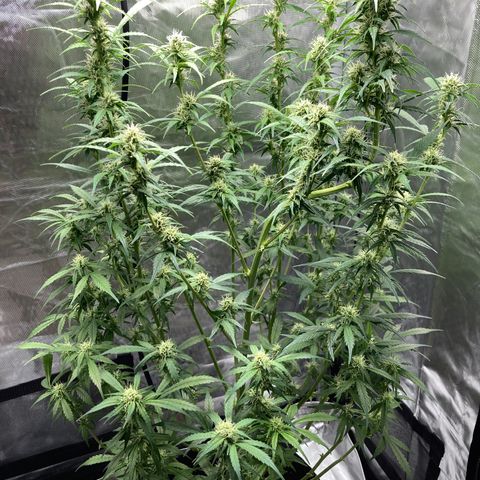 Northern Lights Auto growlog photo: Standard photos of the plant