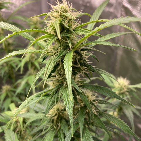 Northern Lights Auto growlog photo: Standard photos of the plant