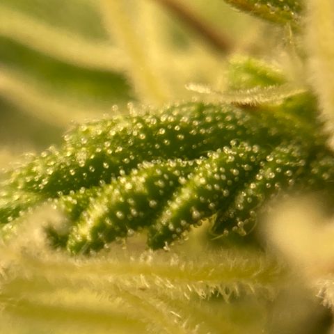 Northern Lights Auto growlog timeline photo