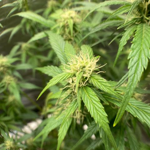 Northern Lights Auto growlog timeline photo