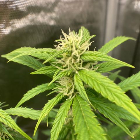 Northern Lights Auto growlog timeline photo