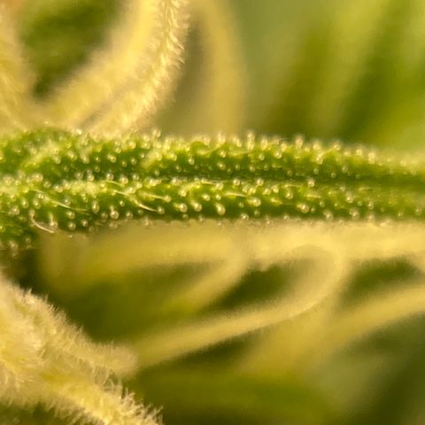 Northern Lights Auto growlog timeline photo