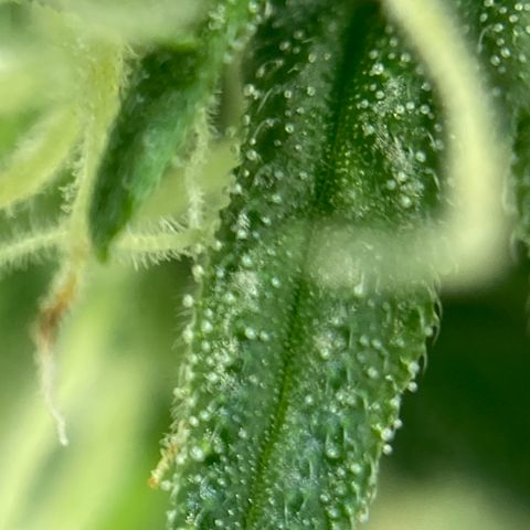 Northern Lights Auto growlog timeline photo