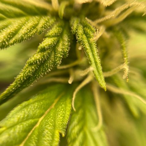 Northern Lights Auto growlog timeline photo