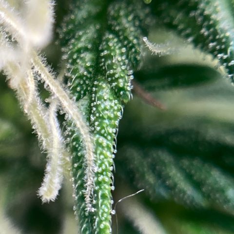 Northern Lights Auto growlog timeline photo