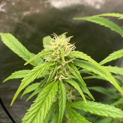 Northern Lights Auto growlog timeline photo
