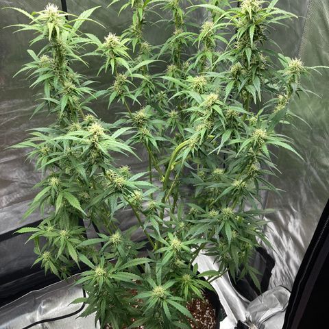 Northern Lights Auto growlog timeline photo
