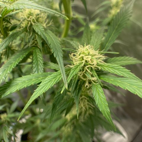 Northern Lights Auto growlog timeline photo