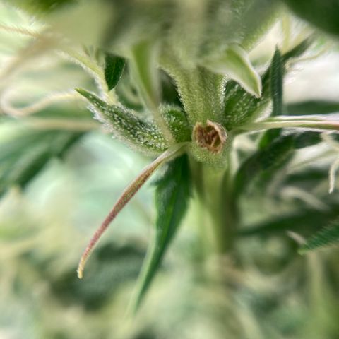 Northern Lights Auto growlog timeline photo