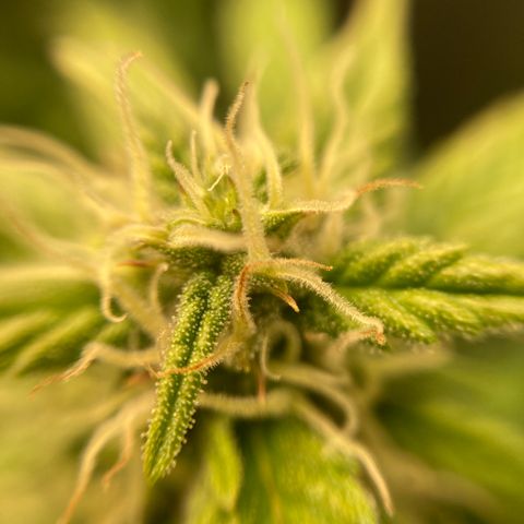 Northern Lights Auto growlog timeline photo