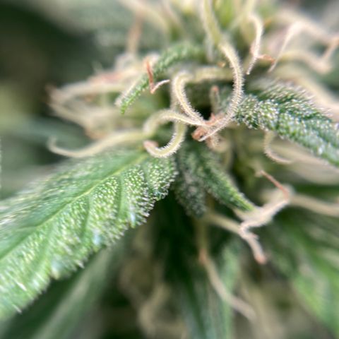 Northern Lights Auto growlog timeline photo