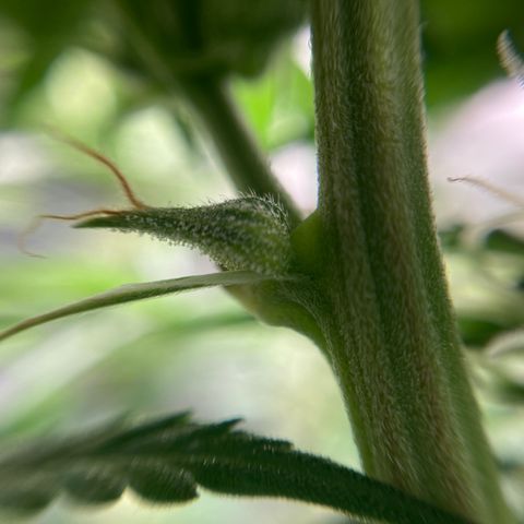 Northern Lights Auto growlog timeline photo