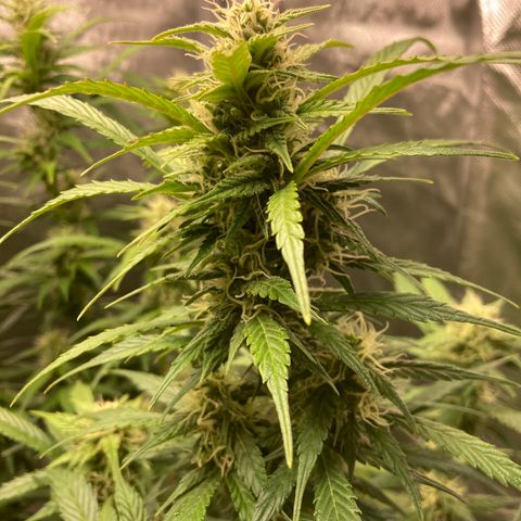 Northern Lights Auto growlog timeline photo