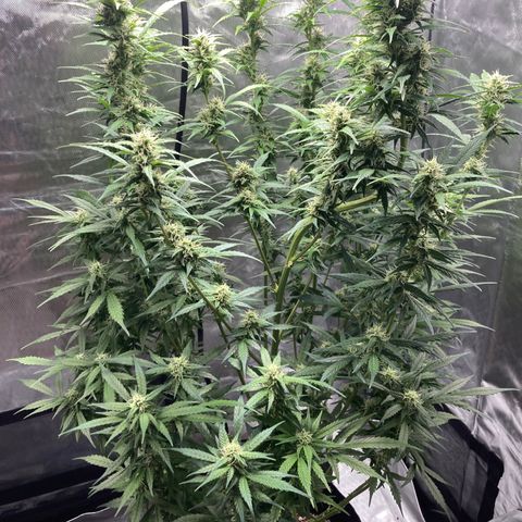 Northern Lights Auto growlog timeline photo