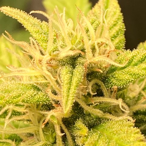 Northern Lights Auto growlog timeline photo