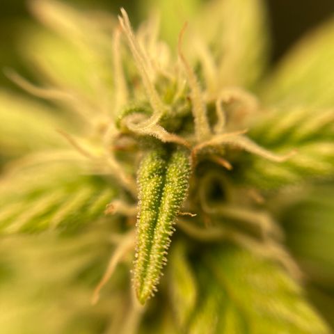 Northern Lights Auto growlog timeline photo