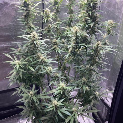 Northern Lights Auto growlog timeline photo