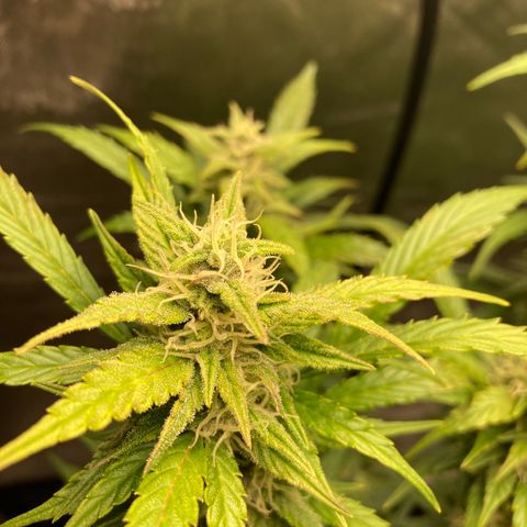 Northern Lights Auto growlog timeline photo