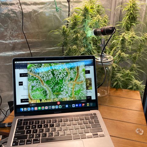 Northern Lights Auto growlog photo: Looking good.  Still a large number of clear trichs