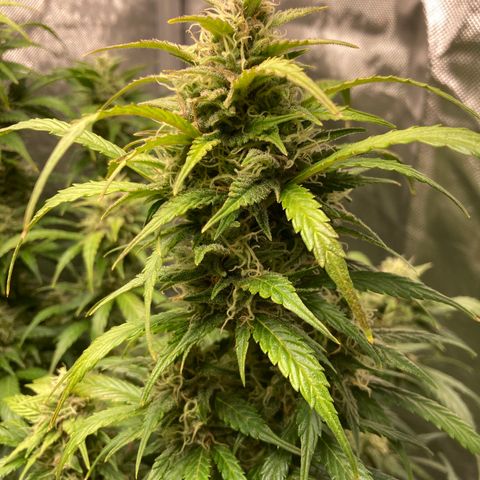 Northern Lights Auto growlog photo: Looking good.  Still a large number of clear trichs