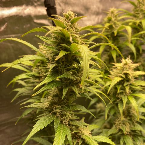 Northern Lights Auto growlog photo: Looking good.  Still a large number of clear trichs