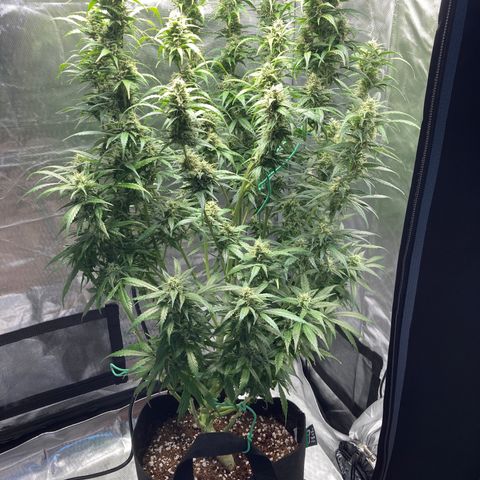 Northern Lights Auto growlog photo: Looking good.  Still a large number of clear trichs