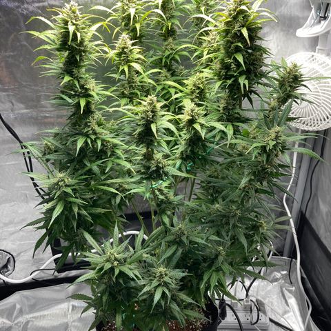 Northern Lights Auto growlog timeline photo