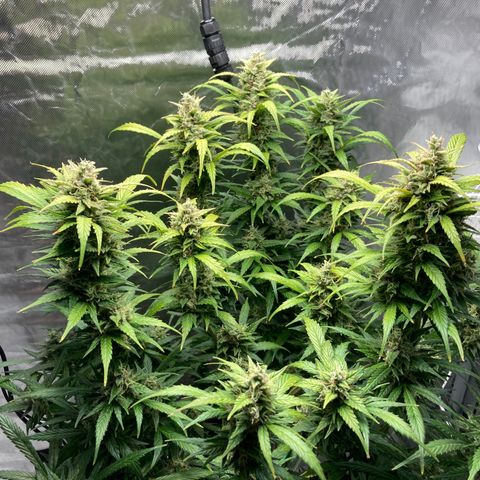Northern Lights Auto growlog timeline photo