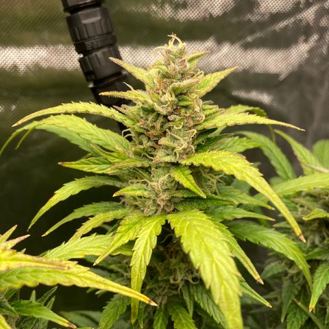 Northern Lights Auto growlog timeline photo