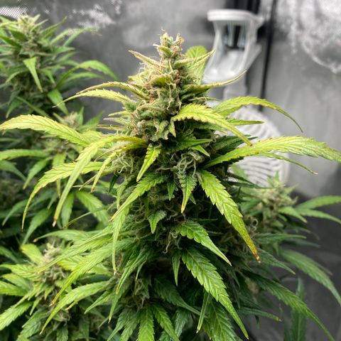 Northern Lights Auto growlog timeline photo