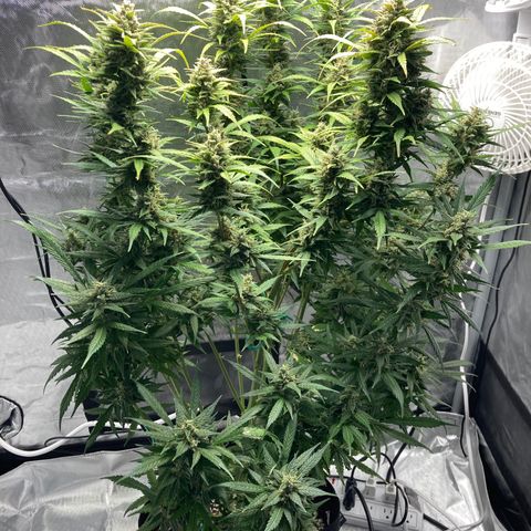 Northern Lights Auto growlog photo: Still some clear trichs
