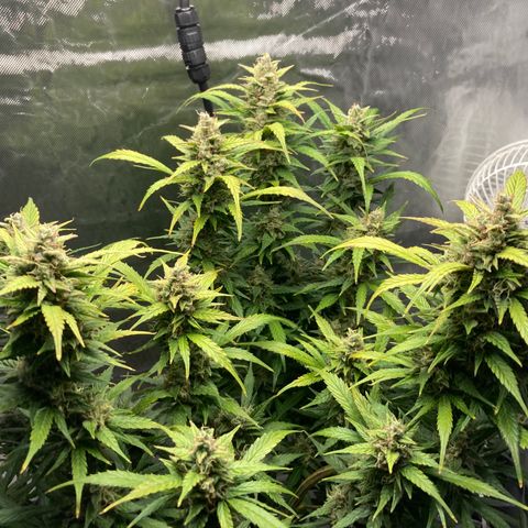 Northern Lights Auto growlog photo: Still some clear trichs