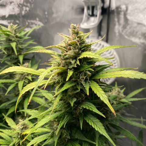 Northern Lights Auto growlog photo: Still some clear trichs