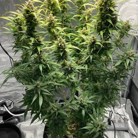Northern Lights Auto growlog photo: Starting my flush today